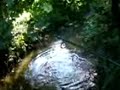 Chub fishing on The River Stort Chub fishing on The River Stort