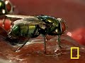 Maggot Medicine