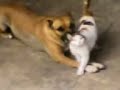La cattiveria dei pitbull ( -.-' )