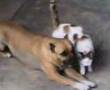 La cattiveria dei pitbull ( -.-' )