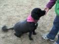 Bear 6397273 Humane Society Colorado Adopt