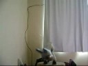 Dan�a do Burrinho