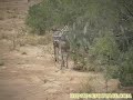 caza venado 10 puntas caza venado 10 puntas