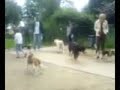 Beagletreffen Beagletreffen