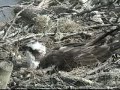 Loch of the Lowes Ospreys 15 May 2012 16.44hrs - Laddie jumps up - Intruder? - Copyright SWT