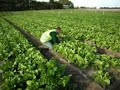 Intergrated Pest Management Intergrated Pest Management