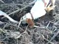 av k�pekleri