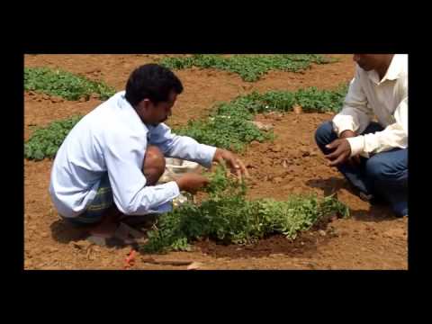 how to fertilize gourds