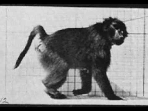 Muybridge baboon walking sequence ...
