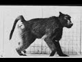 Muybridge baboon walking sequence reanimated