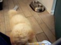 goldendoodle playing with fleece tug toy