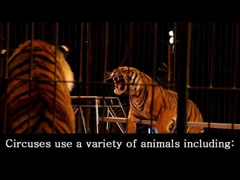 how to treat animals ks1