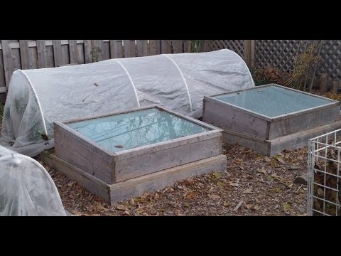 how to harvest greens