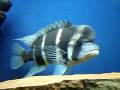 Frontosa Aquarium - 6ft Tank   'BIG DADDY'  18-12-08