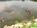Swallows, Geese, and Turtles . . . Here We Go! Swallows, Geese, and Turtles . . . Here We Go!