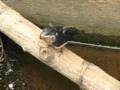 Swallows, Geese, and Turtles . . . Here We Go!
