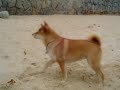 A Shiba Inu off the leash ??