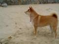 A Shiba Inu off the leash ??