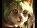 Whiskas Werbung - Verarsche Whiskas Werbung - Verarsche