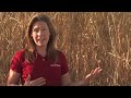 Miscanthus: Where Does It Grow? Miscanthus: Where Does It Grow?