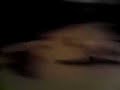 Capernicus Attacks 1 of 4 long haired chiwawa dog vs cat Capernicus Attacks 1 of 4 long haired chiwawa dog vs cat