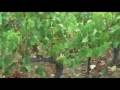 Les vendanges in Pech Laurier 9