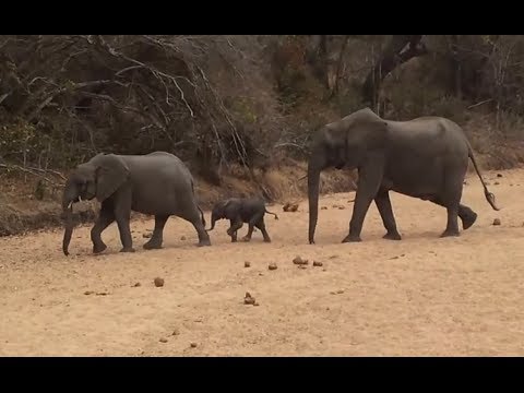 how to plan a trip to kruger national park