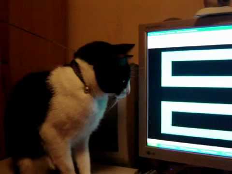 Imagen de previsualización de YouTube