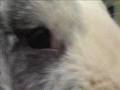 Otitis por Pasteurella spp en conejo