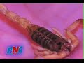 Guam Scorpion vs. Guatemala Scorpion