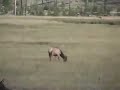 Yellowstone Elk Herd and Bull Elk