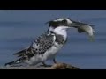 Pied Kingfisher catching fish in split second - BBC wildlife