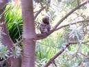 Squirrels at San Francisco Botanical Gardens Squirrels at San Francisco Botanical Gardens