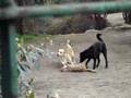 videos de cat and dogs