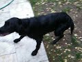 English & Irish Setter Welpen, 4 Monate alt