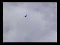Extra 330L