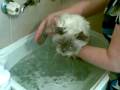 videos de Kitty says Noooooo