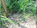 Rain Garden PSA
