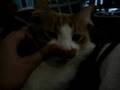 videos de CAT MASSAGE : KOGA's MUSTACHiO
