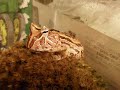 Michigan J. Frog The Pacman Frog Eats A Pinky