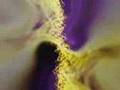 Psychedelic Music Video (ecopoeisis)