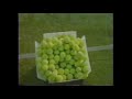 Dog vs. Tennis Machine Dog vs. Tennis Machine