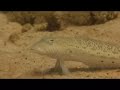 Saudi Arabia Video