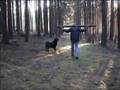 Rottweiler Video.