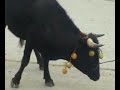 llata huamalíes huánuco   paseo del toro 