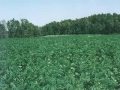 Original weed song-marijuana soldier (kiddkain) w/lyrics