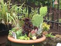 Cornell Farm Succulents