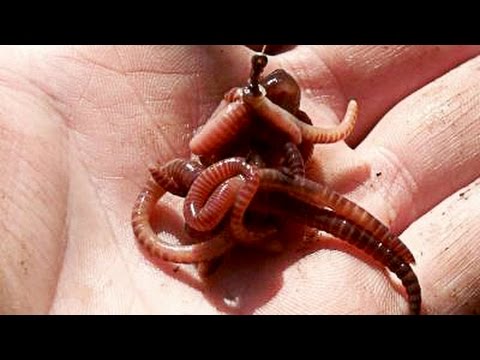 крючки для ловли леща на червя крючки для ловли леща на червя