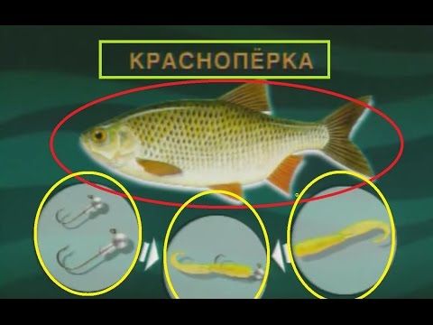 YouTube Трейлер