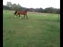 Mayohmay (zu verkaufen) Mayohmay (zu verkaufen)